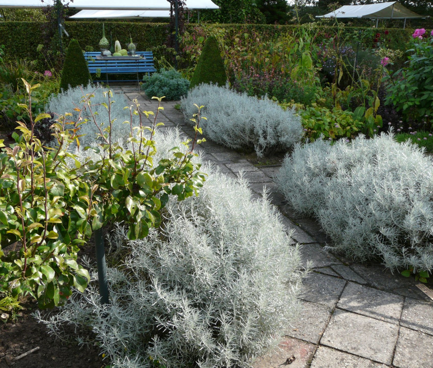 Helichrysum ital. ‘Silbernadel’