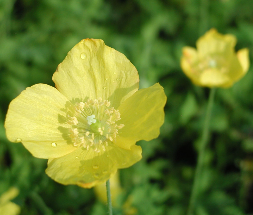 Meconopsis cambrica