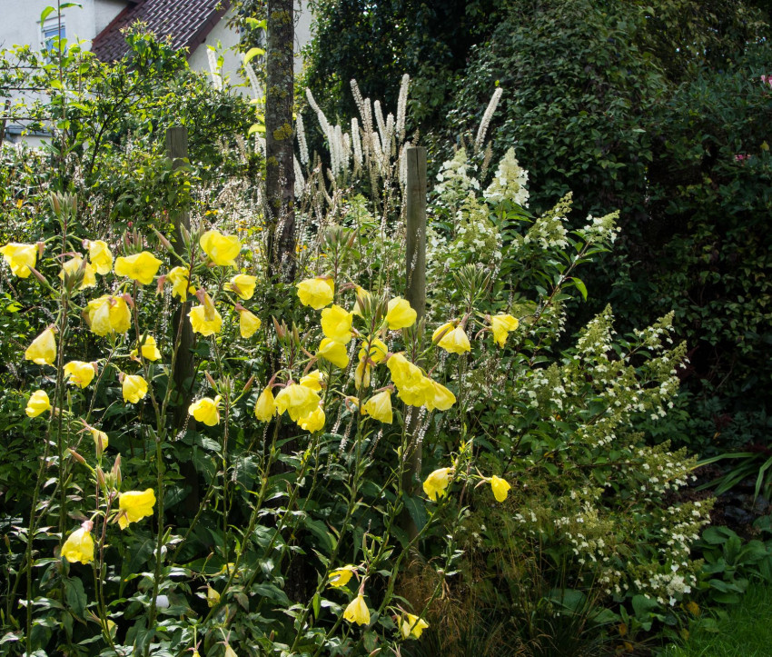 Oenothera biennis