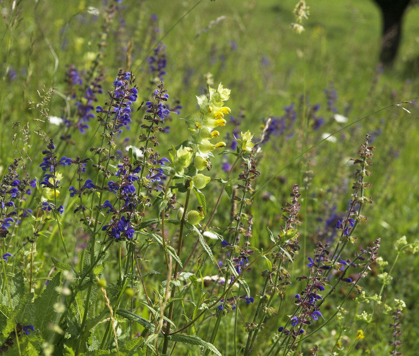 Salvia pratensis