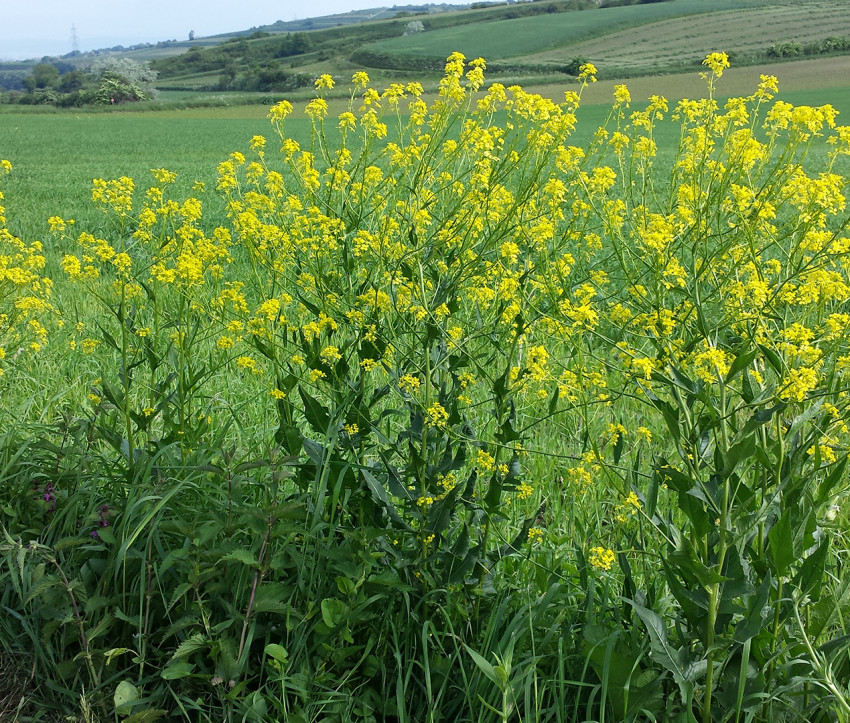 Habitus – Bunias orientalis