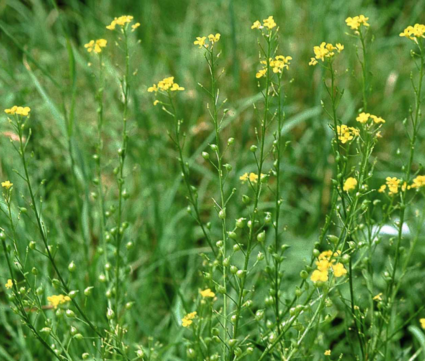 Bunias orientalis