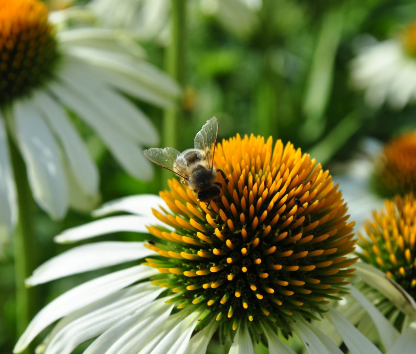 Echinacea purpurea &#039;Alba&#039;