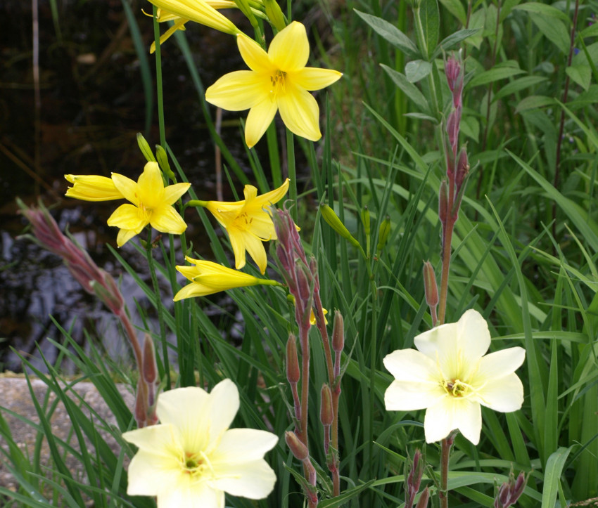 Hemerocallis lilioasphodelus mit Oenothera odorata	