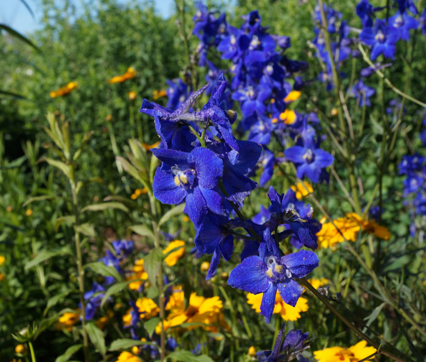 Delphinium Belladonna-Hybride 'Atlantis'