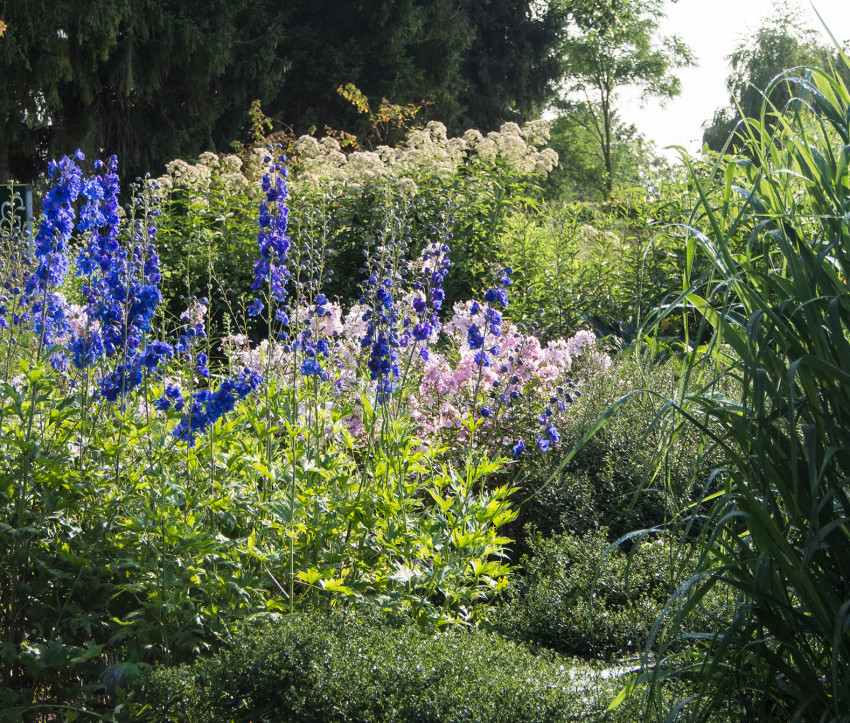 Delphinium Elatum-Hybride 'Vierzehnheiligen'