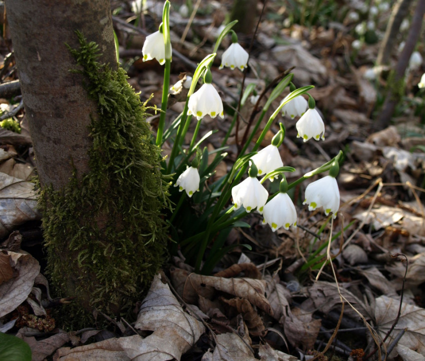 Leucojum vernum