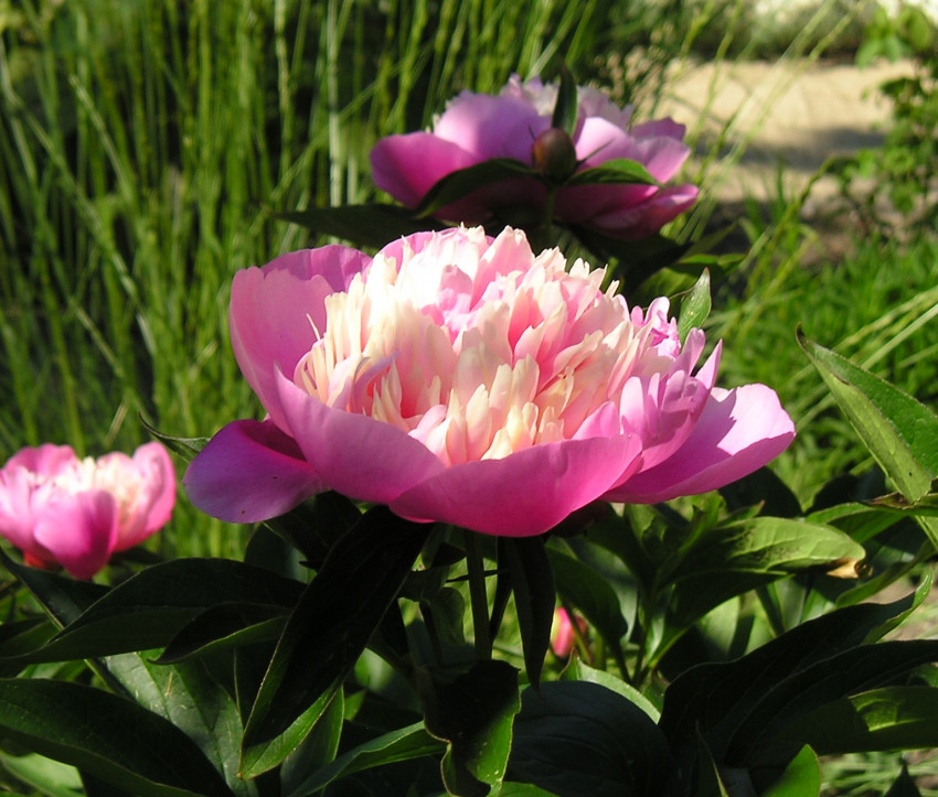 Paeonia lactiflora-Hybride