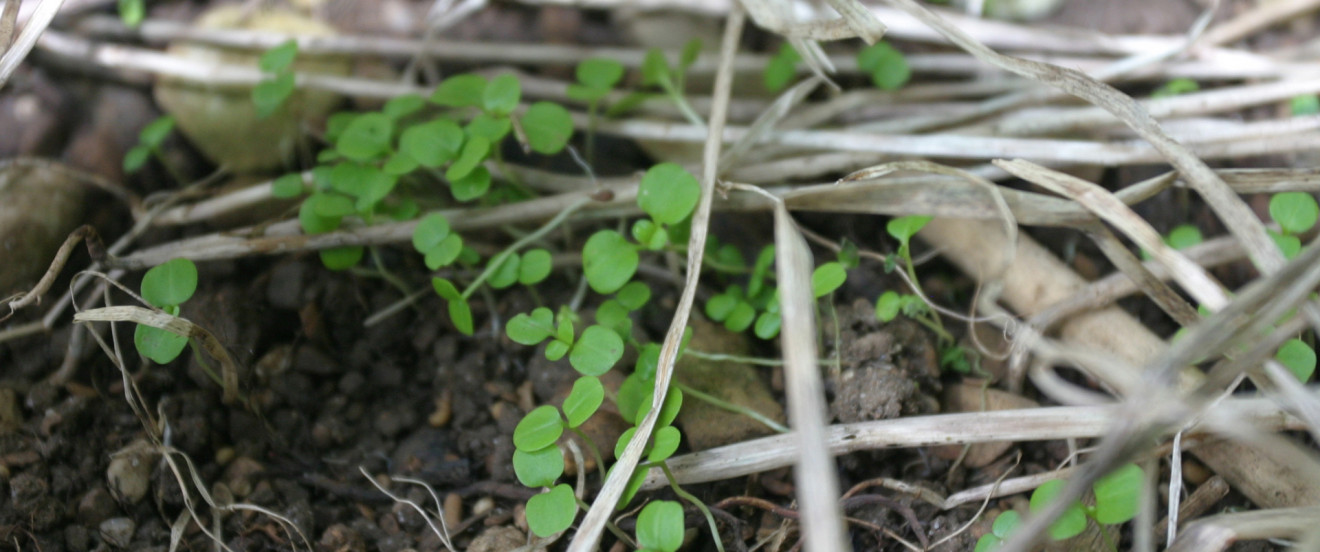 Feldsalat Mulch