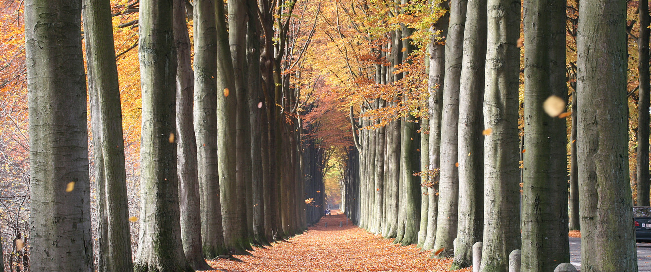 Fagus sylvatica © Jean-Pol Grandmont