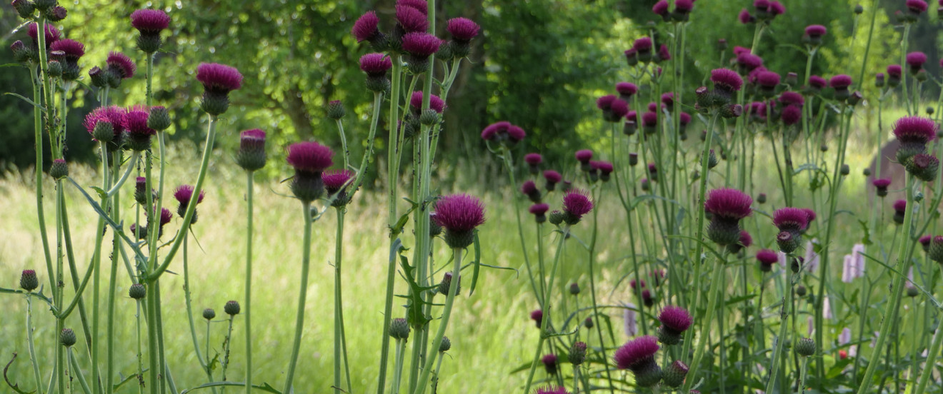 Cirsium rivulare 'Atropurpureum'