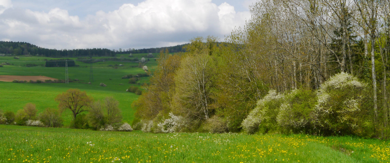 »Feldhecke«