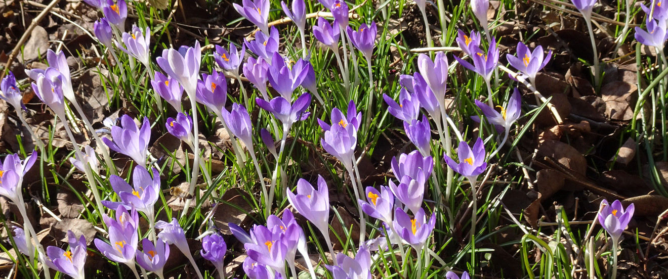 Crocus tommasinianus