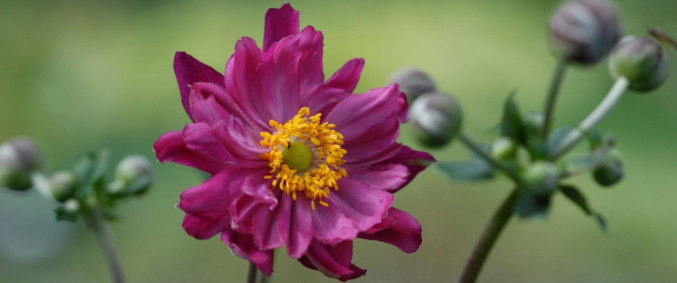 Anemone Japonica-Hybride 'Bressingham Glow'