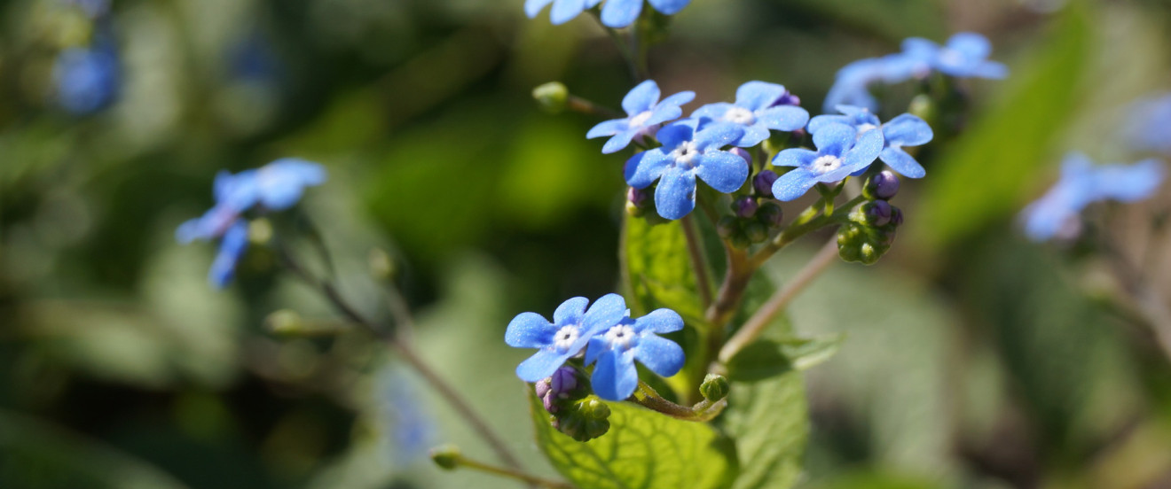 Brunnera macrophylla – Kaukasusvergissmeinnicht