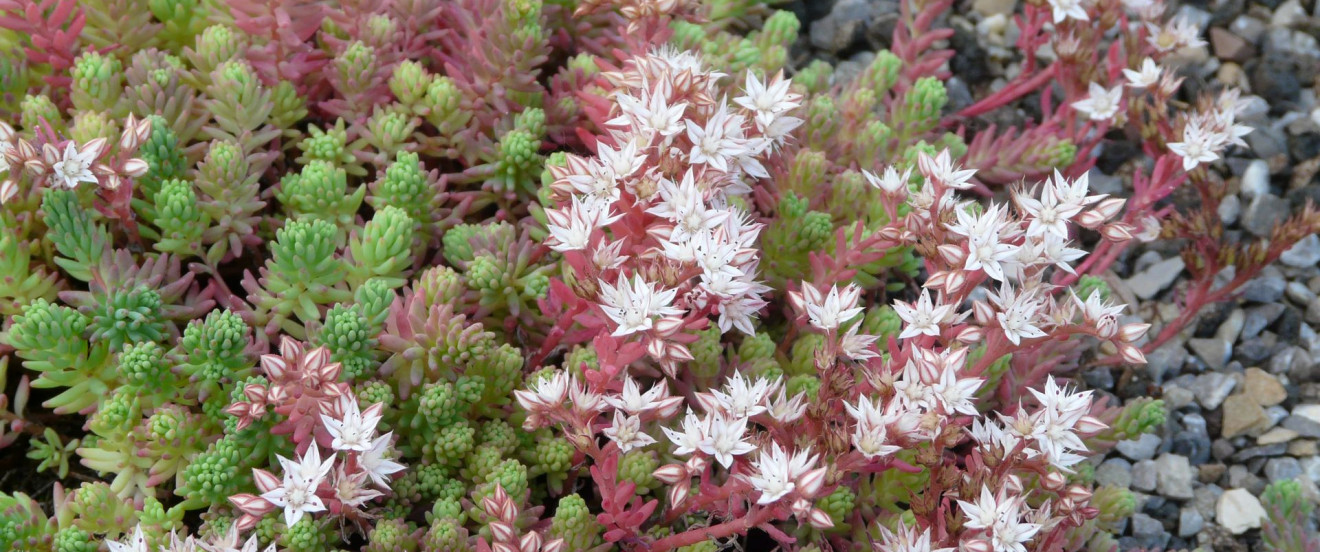 Sedum hispanicum var. minus