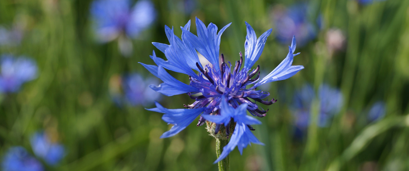 Centaurea cyanus