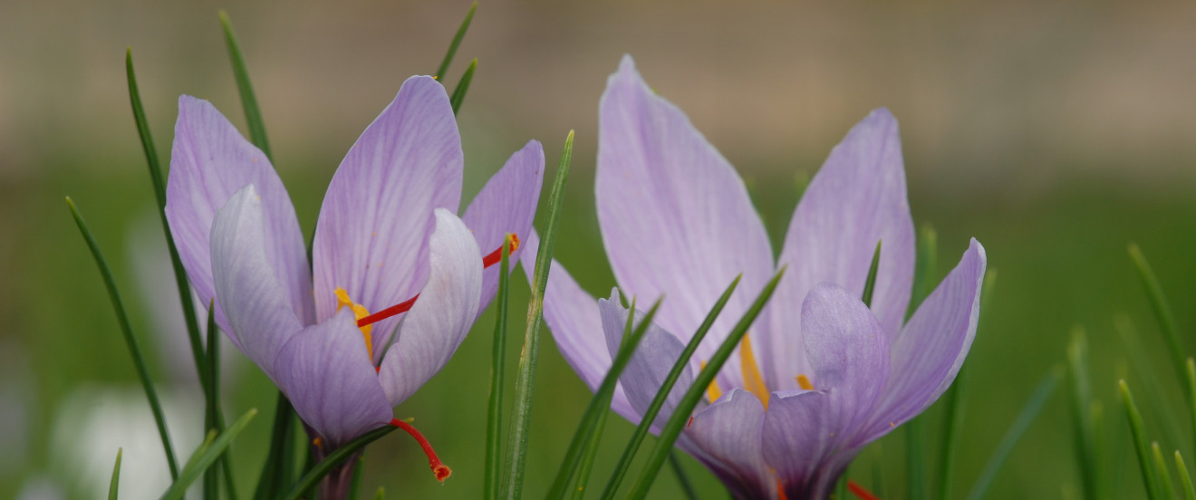 Crocus sativus