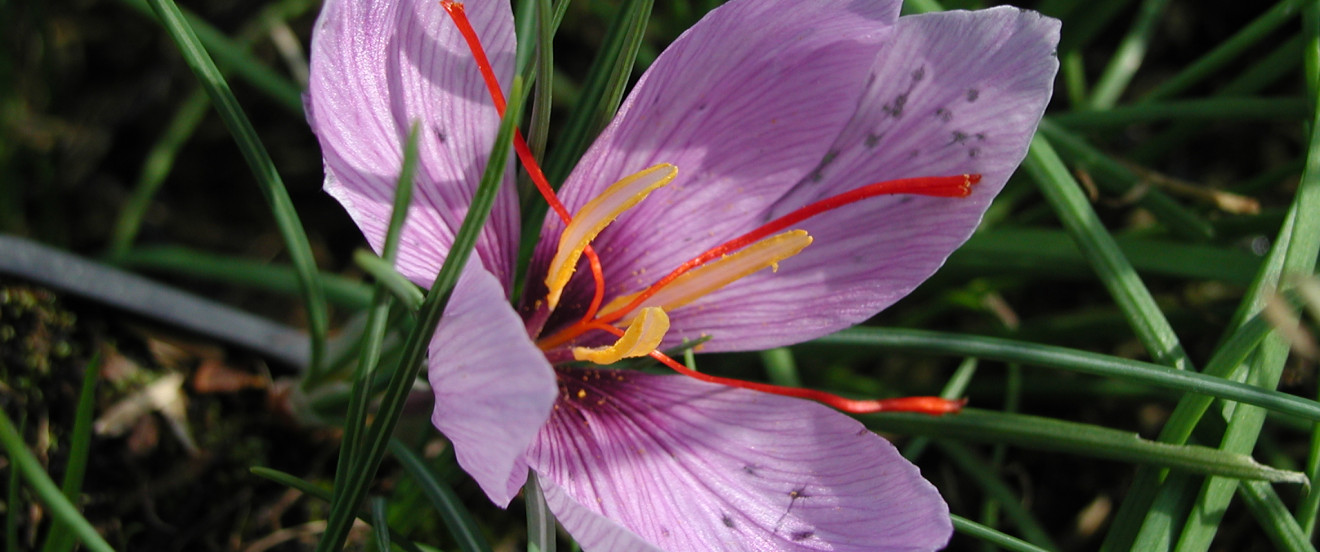 Crocus sativus