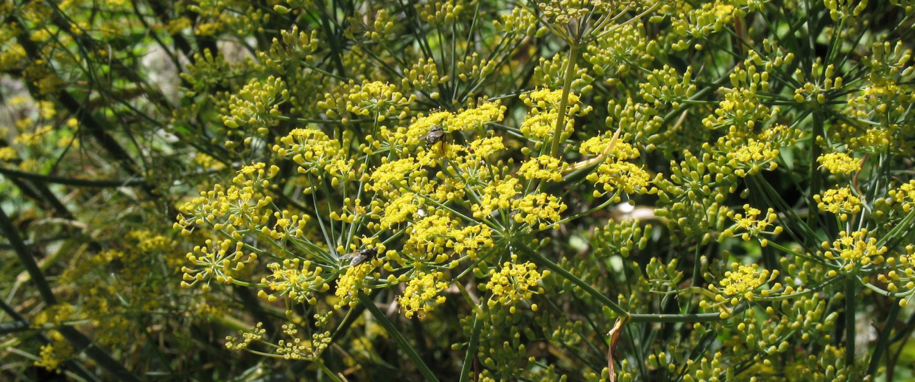 Foeniculum vulgare 'Rubrum'