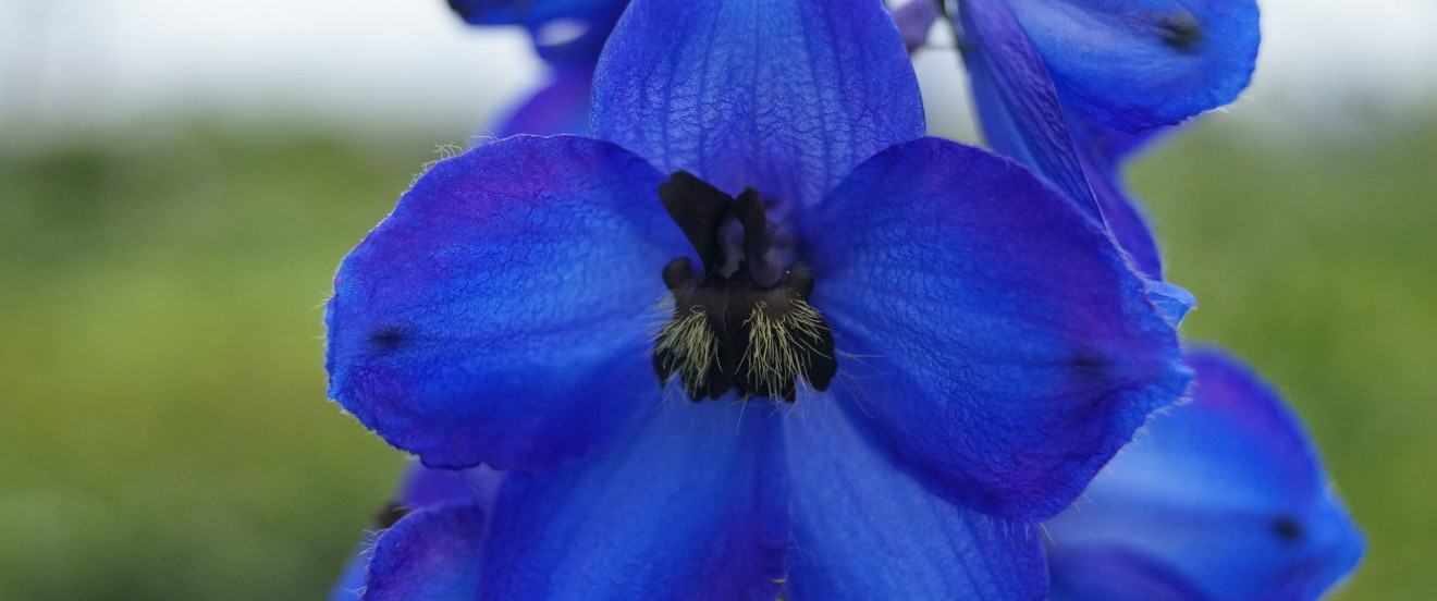 Delphinium Elatum-Hybride 'Waldenburg'