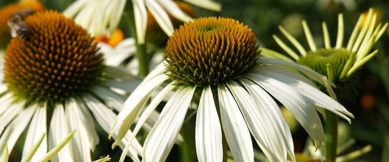 Echinacea purpurea 'Alba'