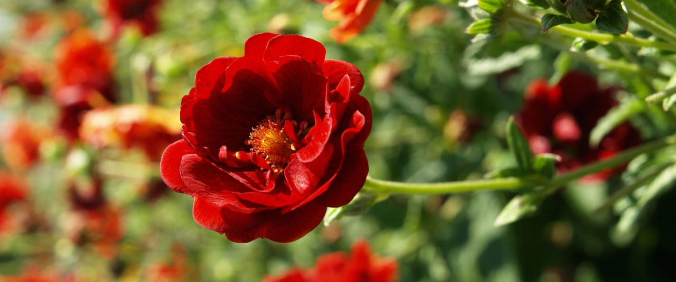 Potentilla x cultorum 'Arc-en-Ciel' 