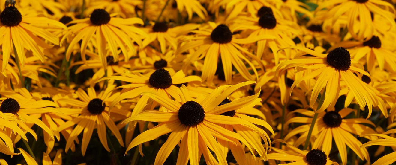 Rudbeckia fulgida var. sullivantii 'Goldsturm'