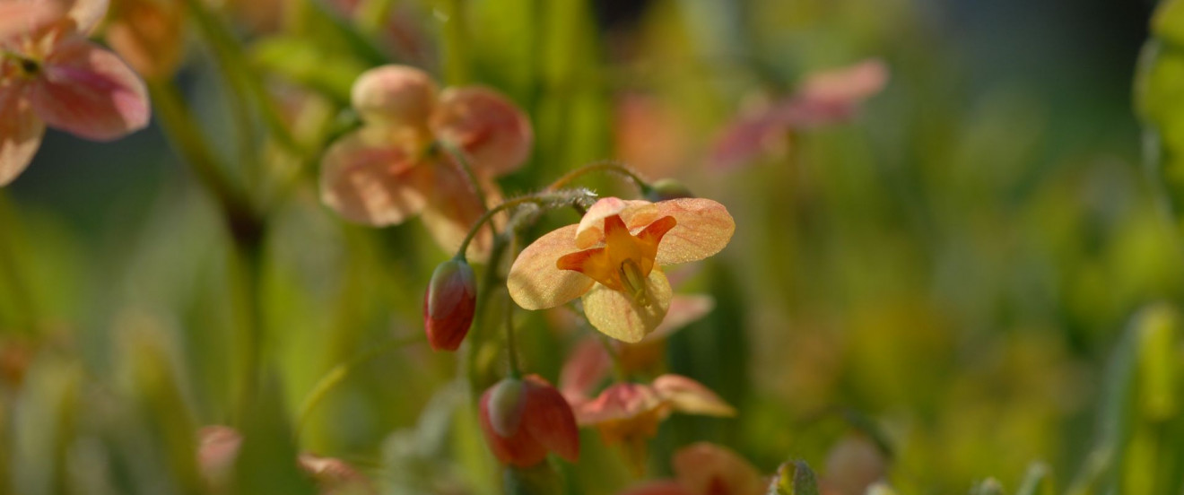 Epimedium x warleyense ‘Orangekönigin’