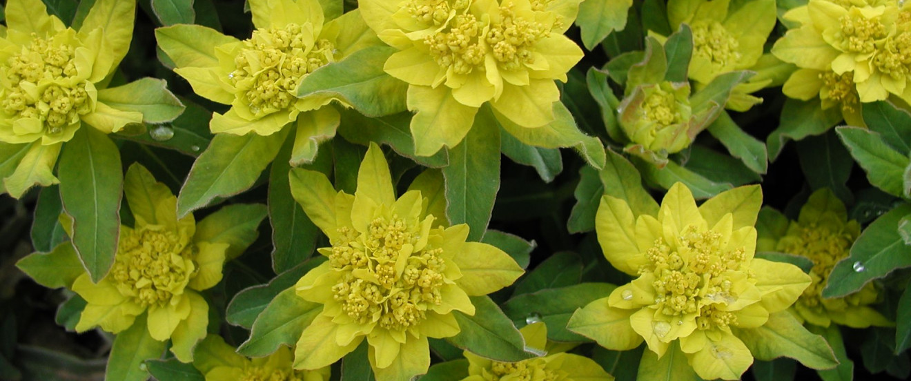 Euphorbia polychroma