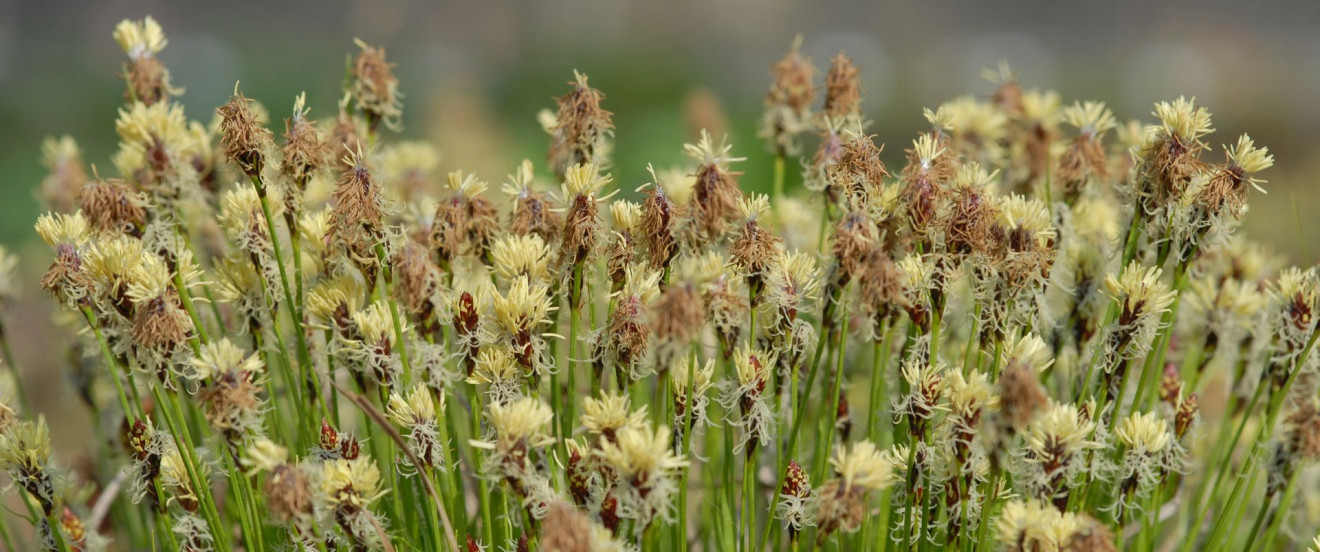 Carex montana