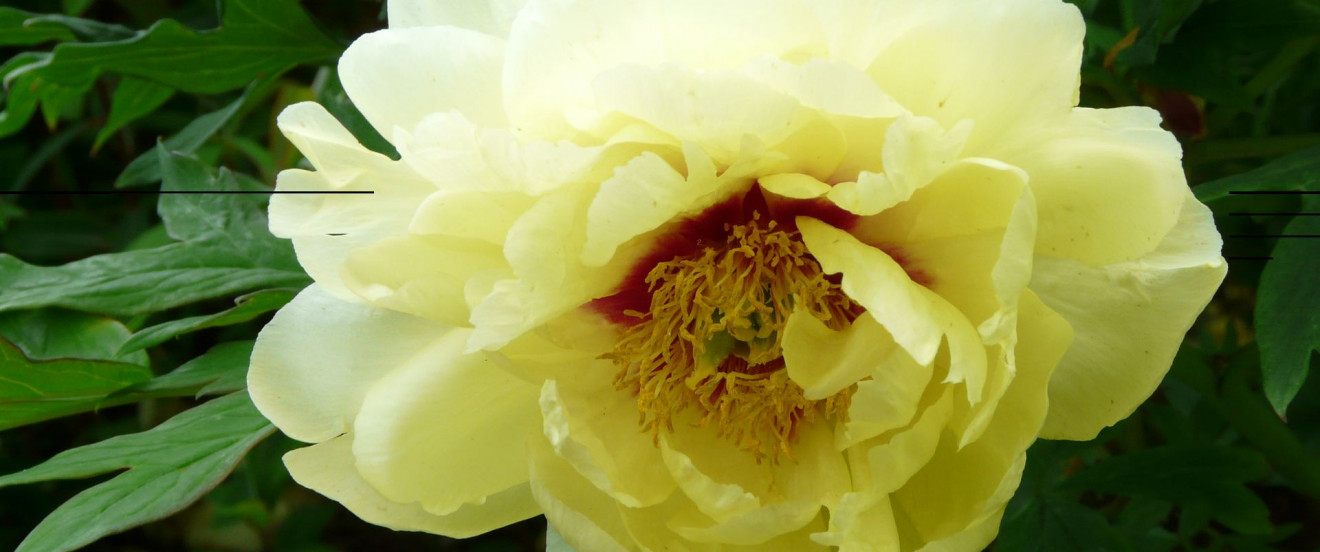 Paeonia Lutea-Hybride ‘High Noon’