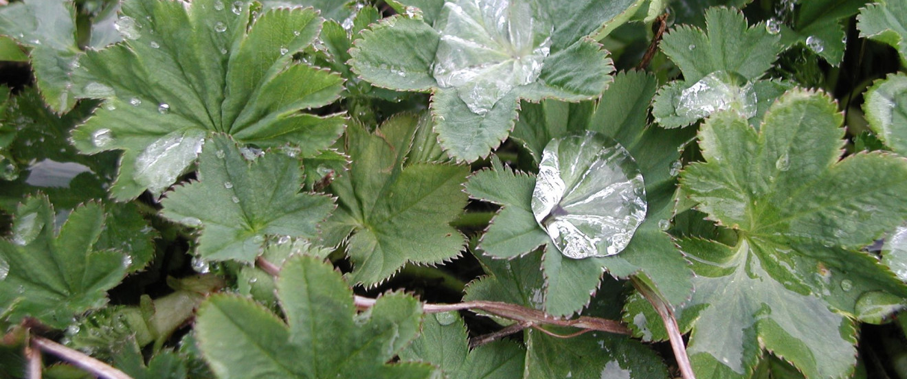 Alchemilla xanthochlora