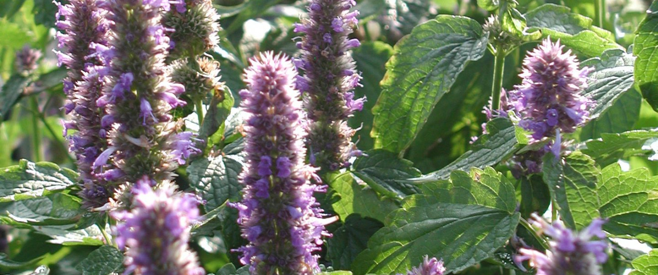 Agastache rugosa