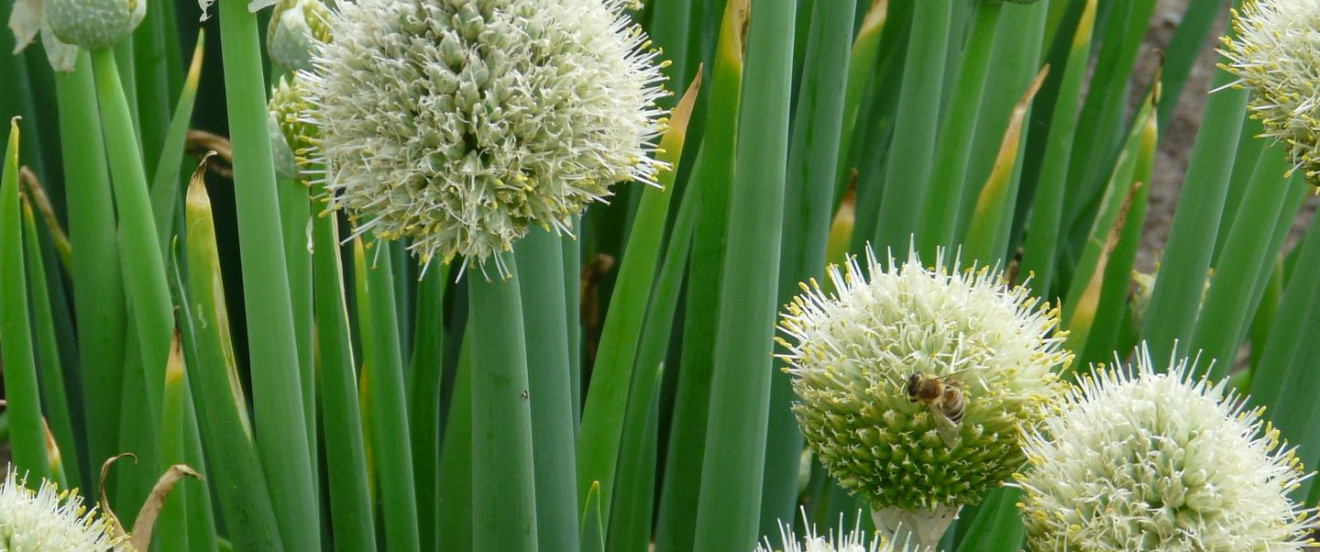 Allium fistulosum