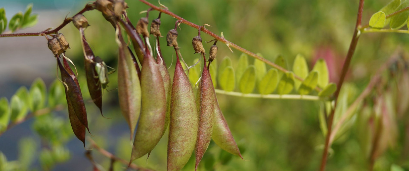 Astragalus mongholicus