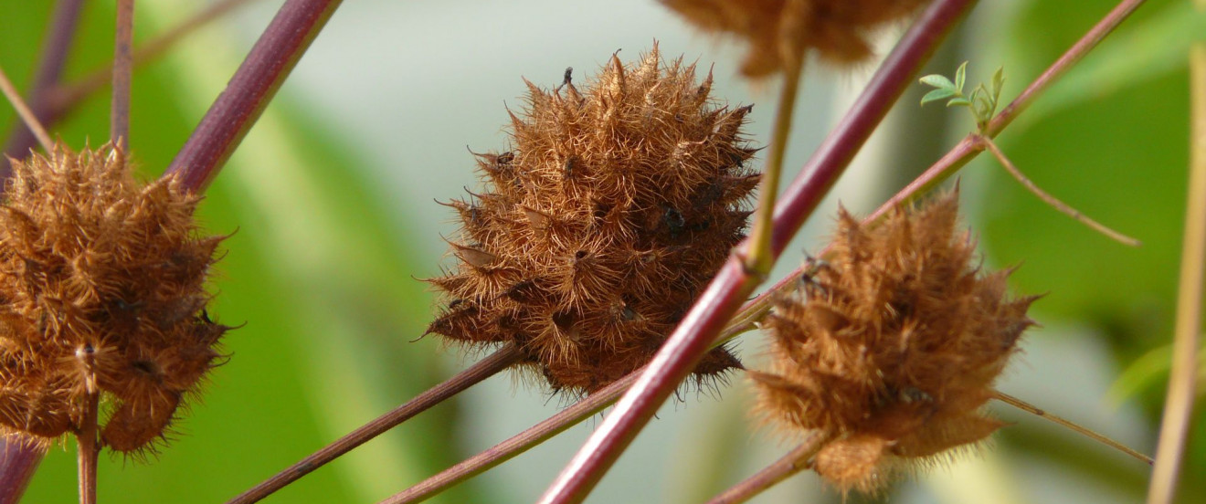 Glycyrrhiza yunnanensis