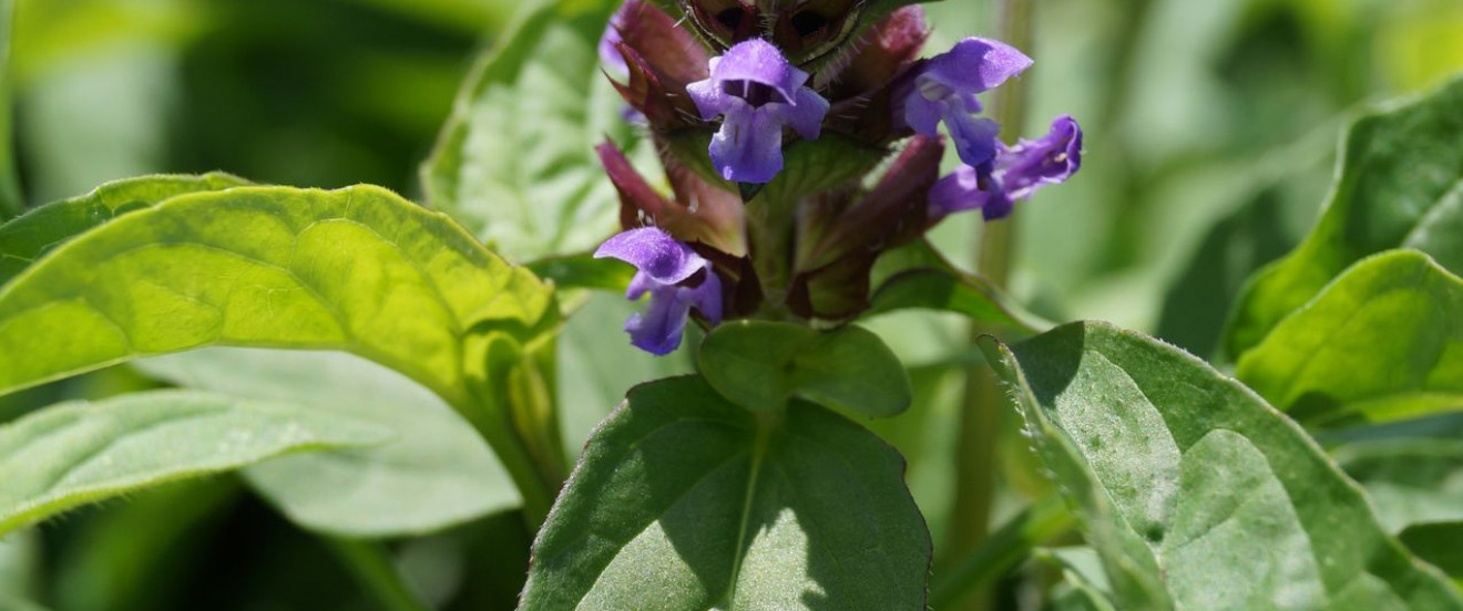 Prunella vulgaris