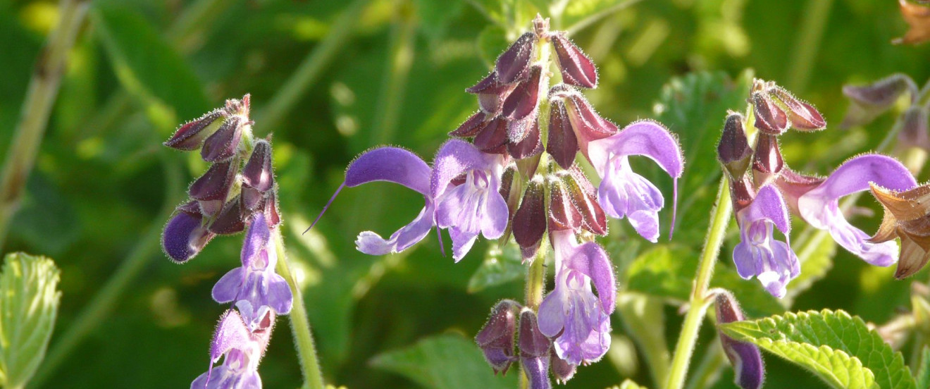 Salvia miltiorrhiza – BLBP01 93