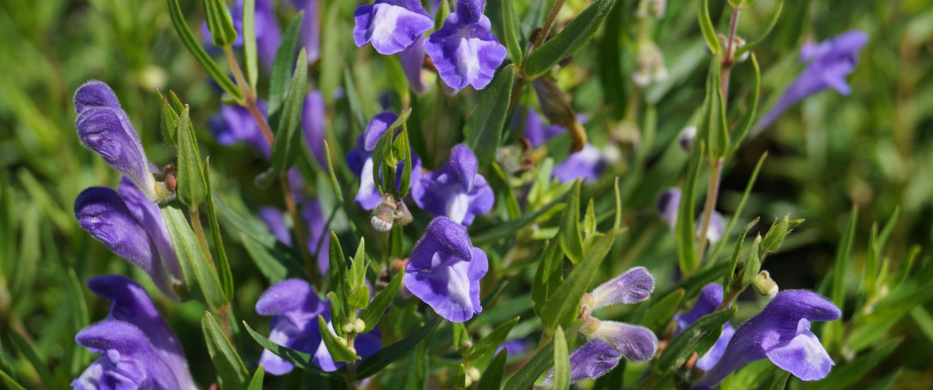 Scutellaria baicalensis