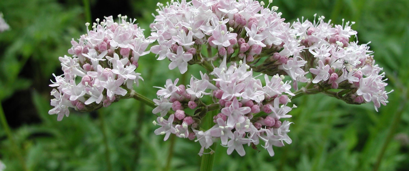 Valeriana officinalis ‘Bullerian’