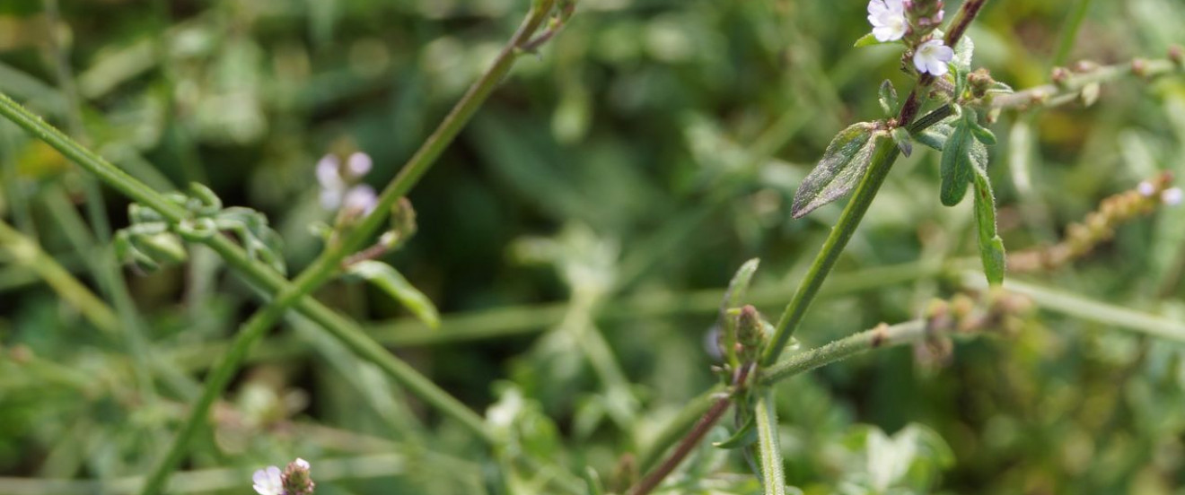 Verbena officinalis