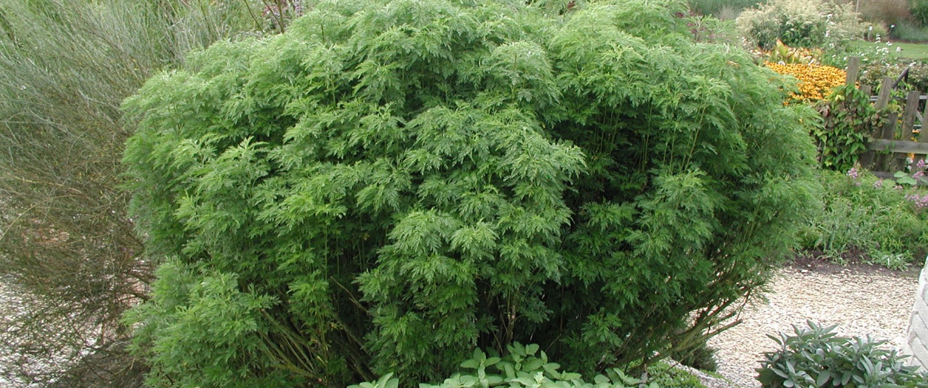 Artemisia abrotanum