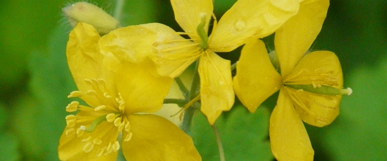 Chelidonium majus