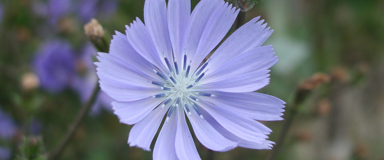 Cichorium intybus