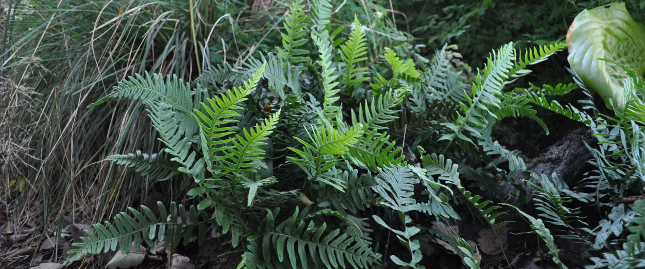 Polypodium vulgare