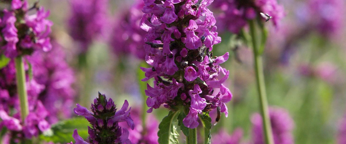 Stachys officinalis