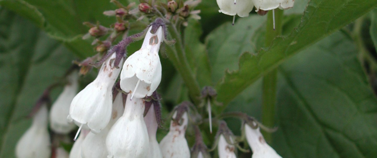 Symphytum officinale