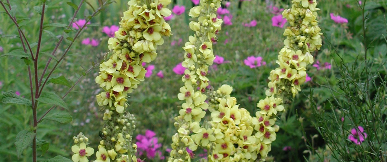 Verbascum densiflorum