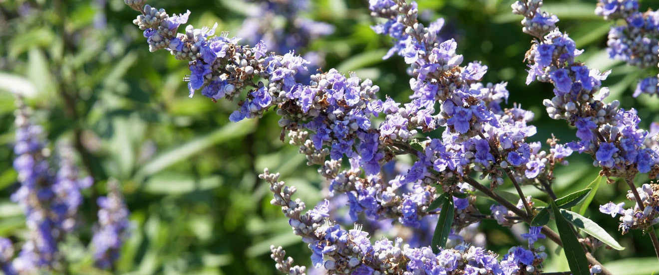 Vitex agnus-castus